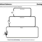 Food Chain Worksheets for Blank Food Web Template